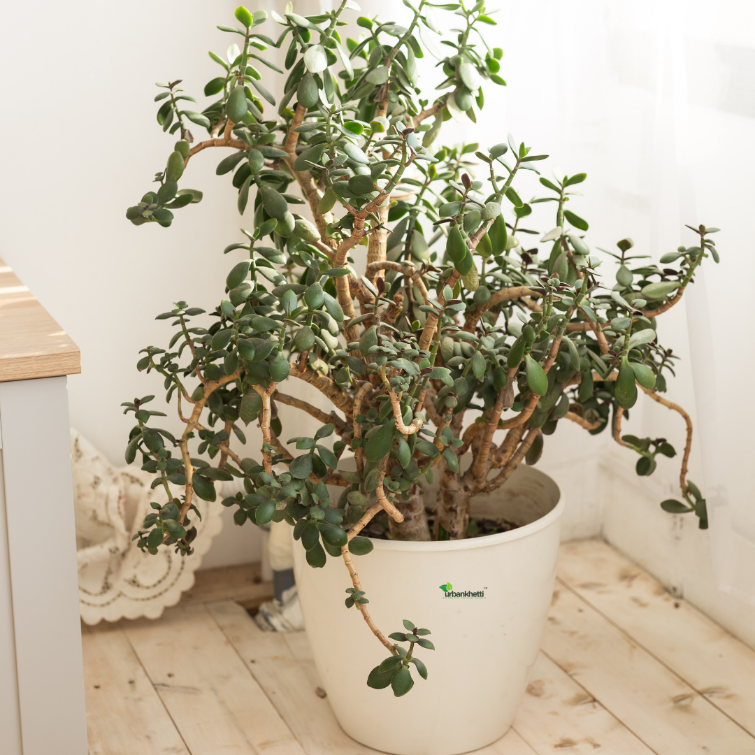 Jade Plant (Crassula ovata)