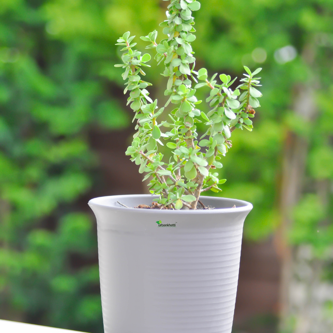 Jade Plant (Crassula ovata)