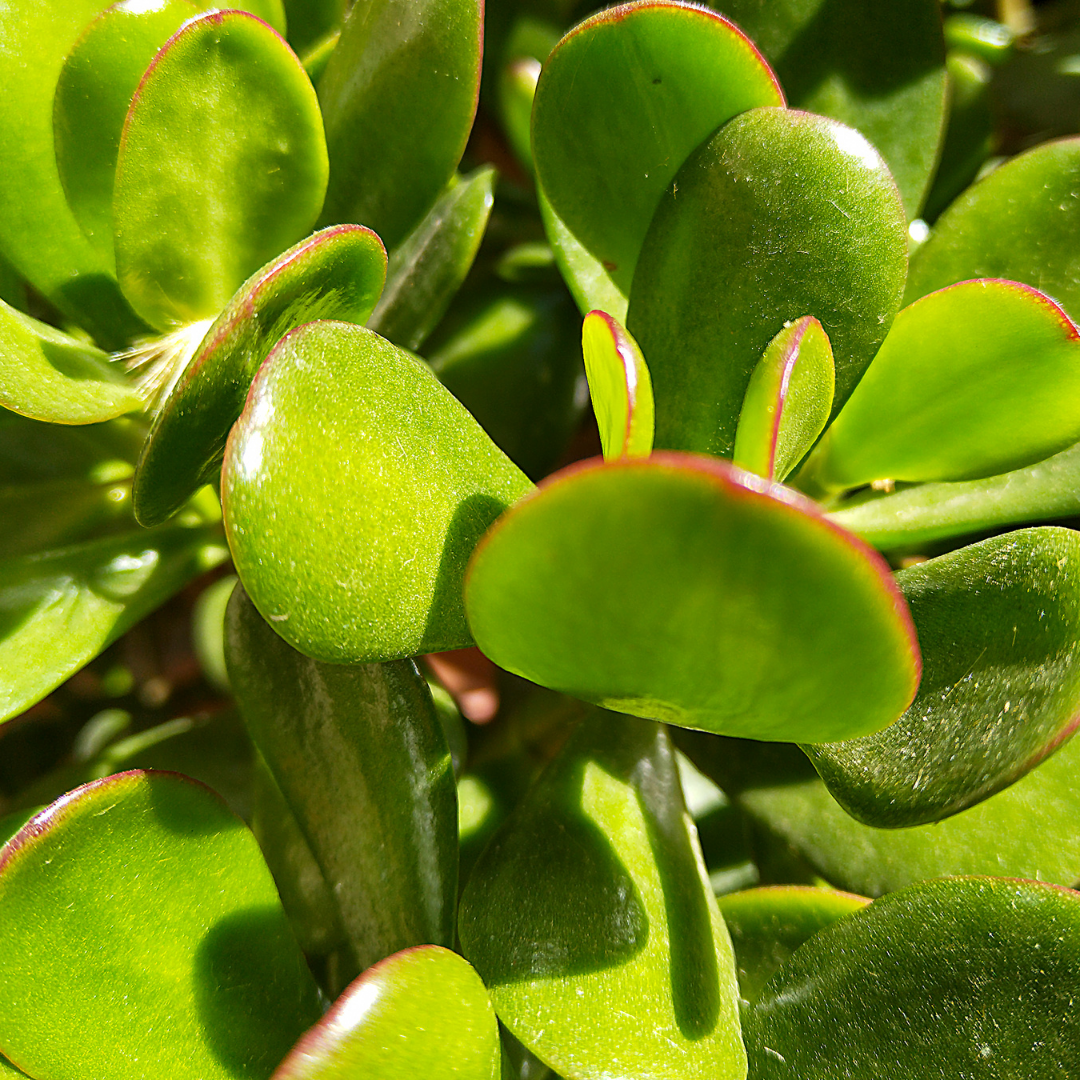 Jade Plant (Crassula ovata)