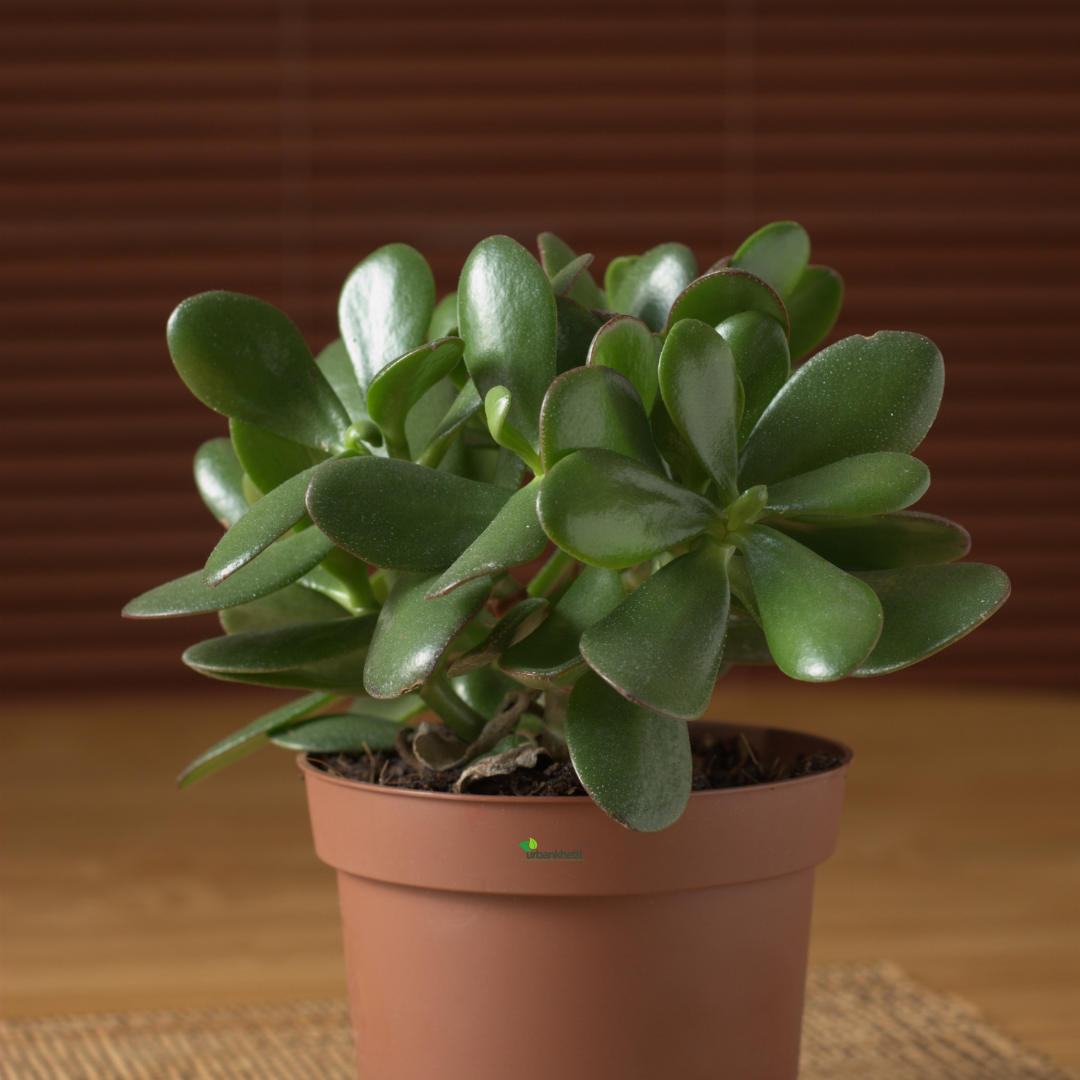 Jade Plant (Crassula ovata)