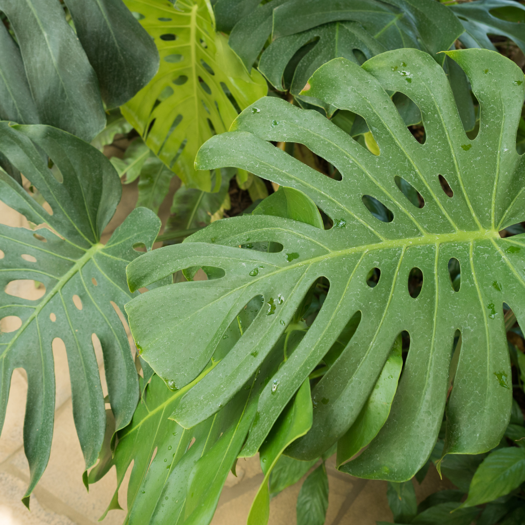 Monstera Deliciosa