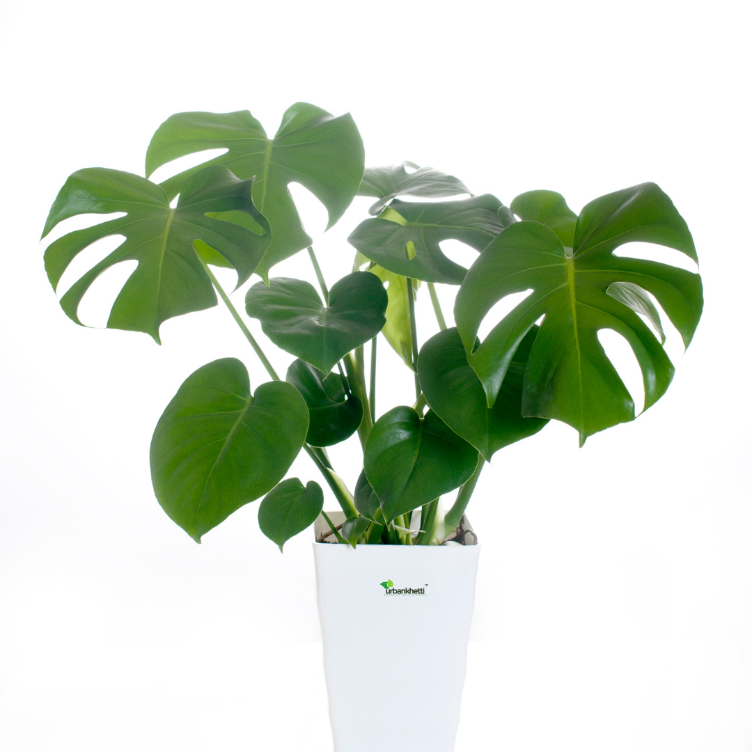 Monstera Deliciosa