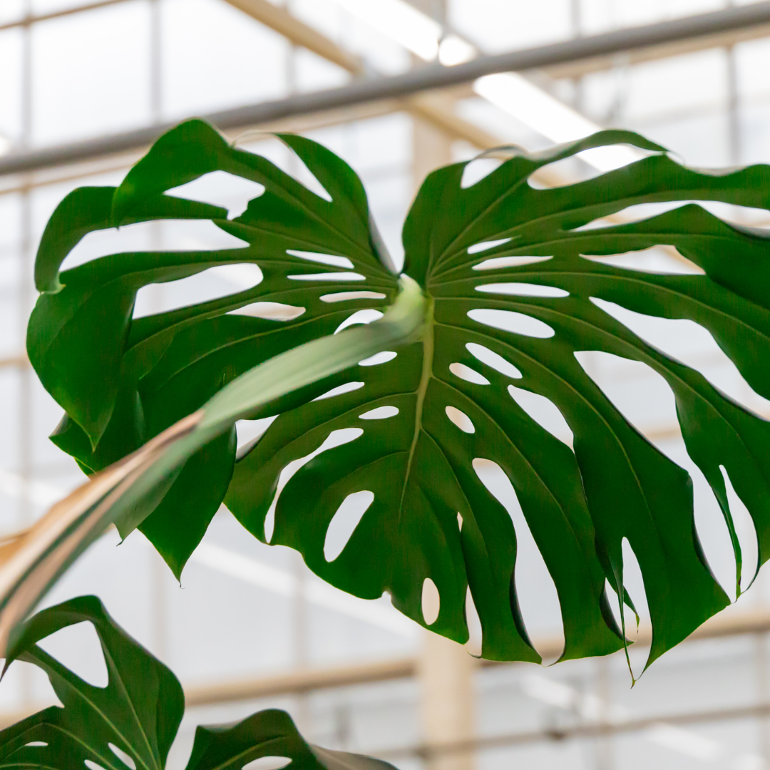 Monstera Deliciosa