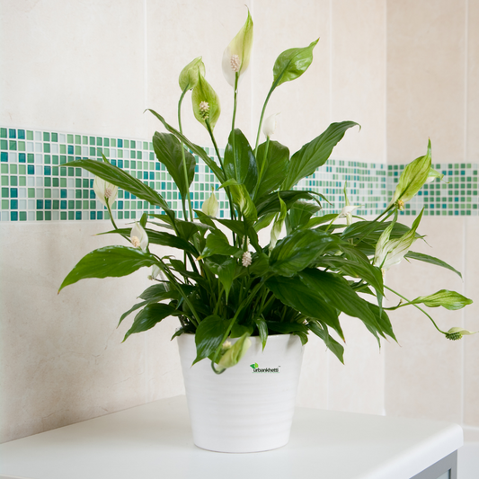 Peace Lily (Spathiphyllum) - XL