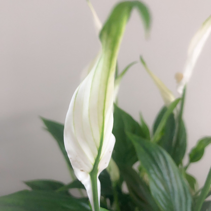 Peace Lily (Spathiphyllum) - XL