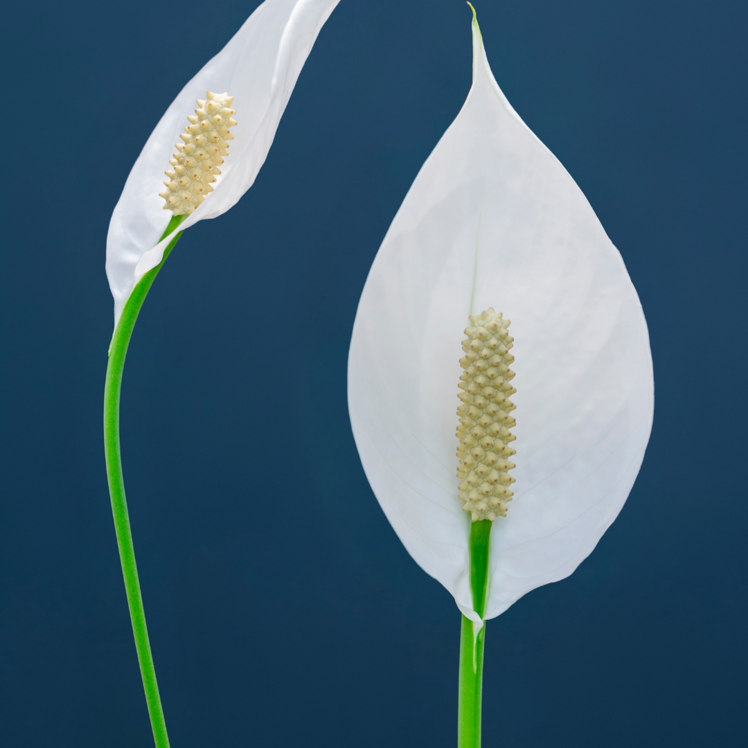 Peace Lily (Spathiphyllum) - XL