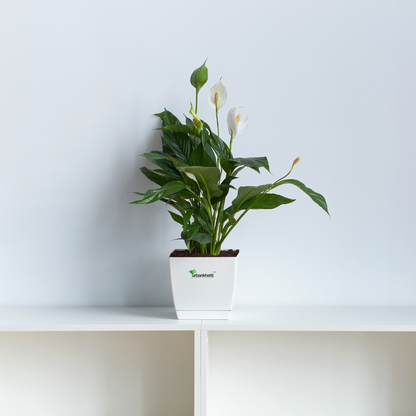 Peace Lily (Spathiphyllum) - XL