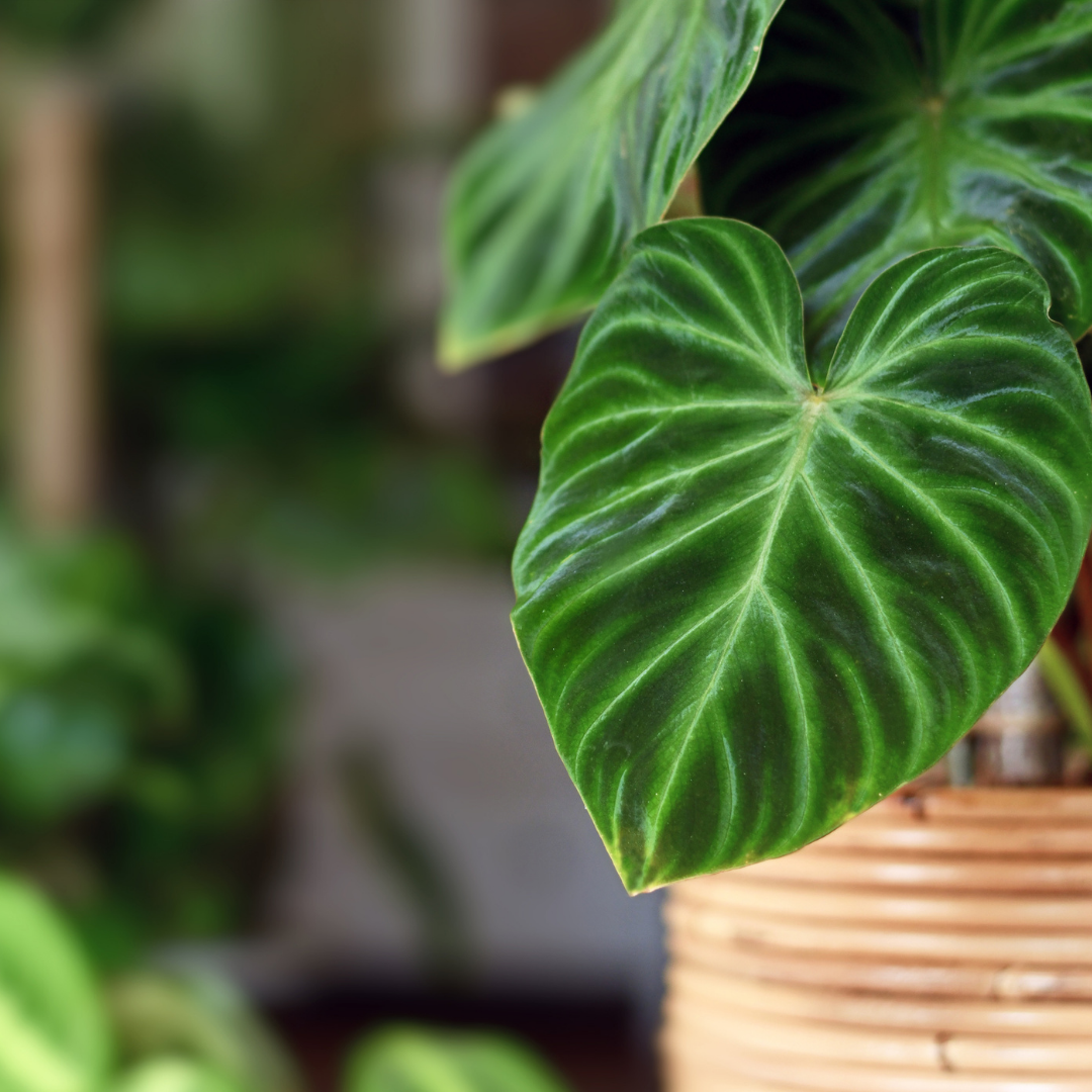 Philodendron Birkin - Elegant Air-Purifying Houseplant for Fresh, Clean Indoor Air