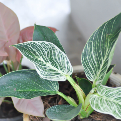 Philodendron