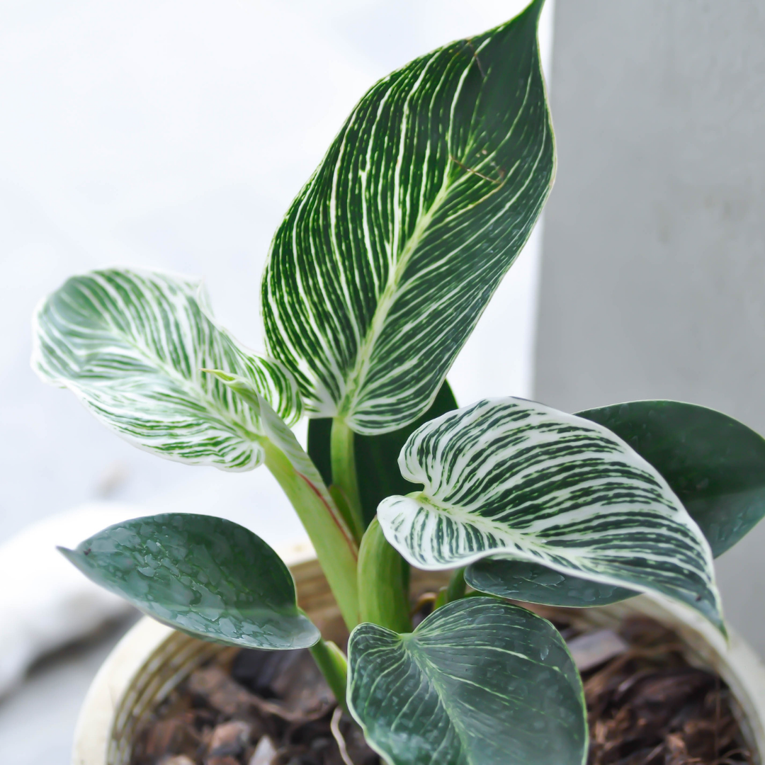 Philodendron