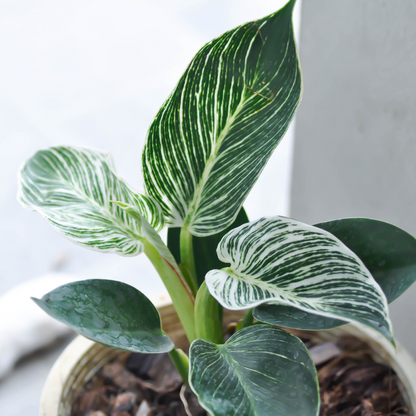 Philodendron