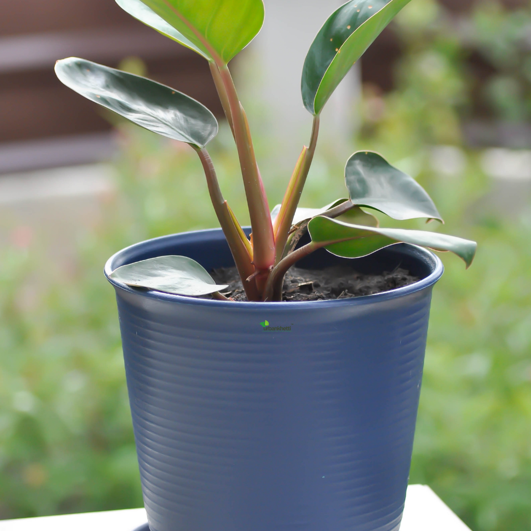 Philodendron Birkin - Elegant Air-Purifying Houseplant for Fresh, Clean Indoor Air