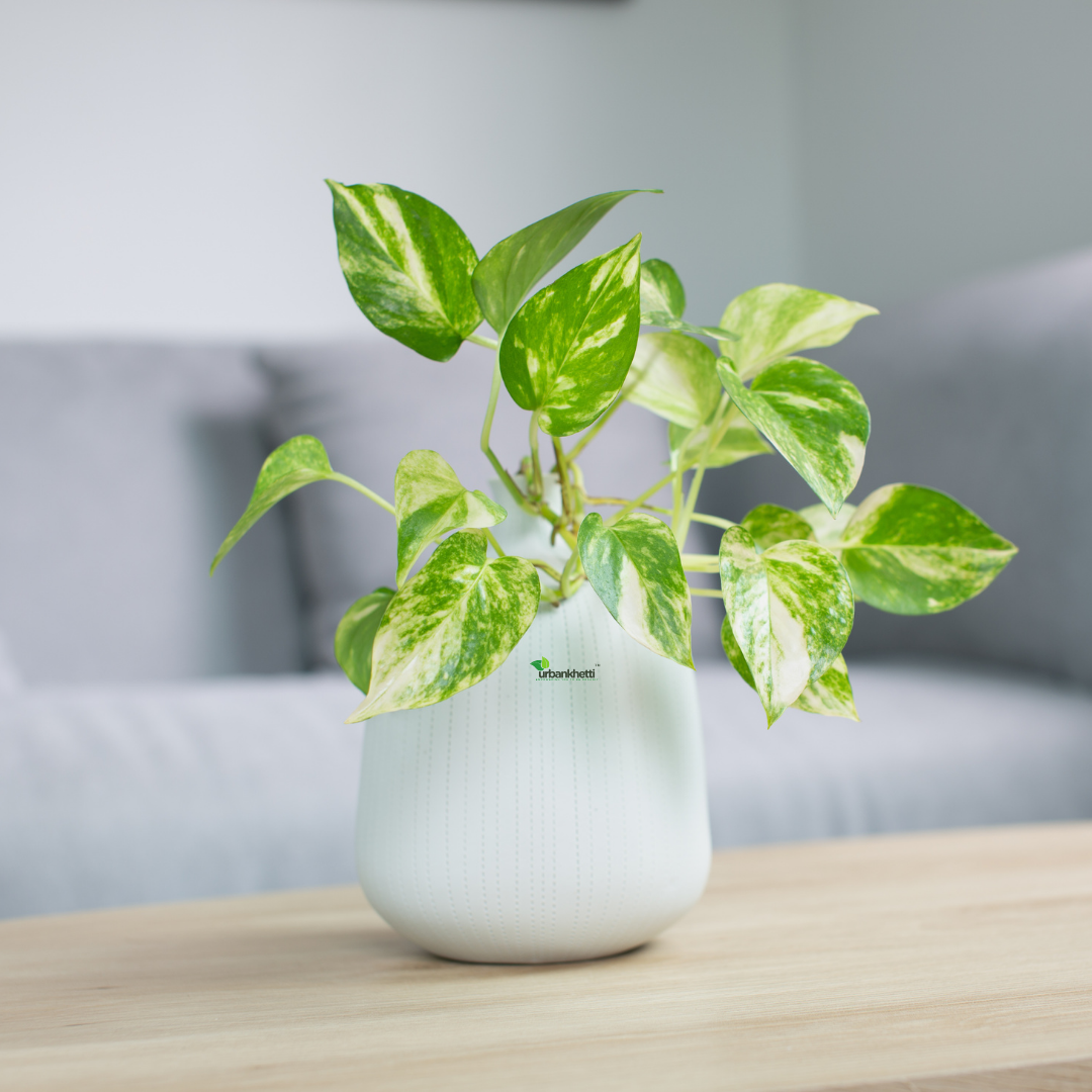 Money Plant (Pothos) (Epipremnum aureum) - XL