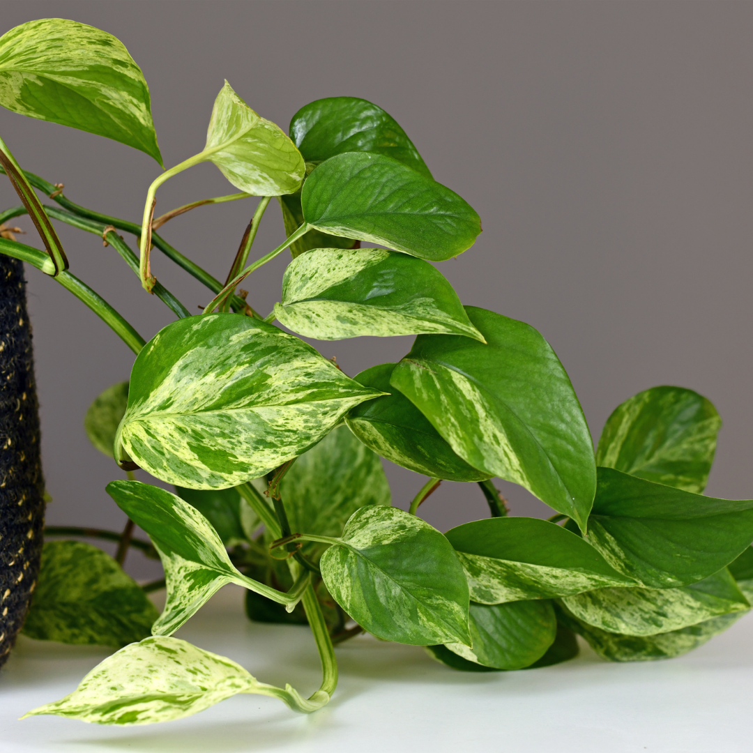 Money Plant (Pothos) (Epipremnum aureum) - XL