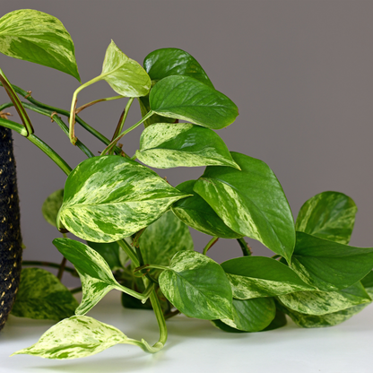 Money Plant (Pothos) (Epipremnum aureum) - XL