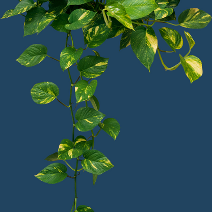 Money Plant (Pothos) (Epipremnum aureum) - XL