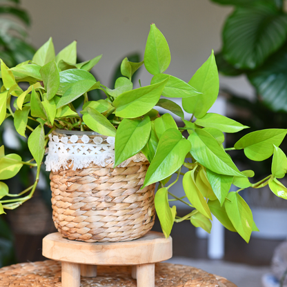 Money Plant (Pothos) (Epipremnum aureum) - XL