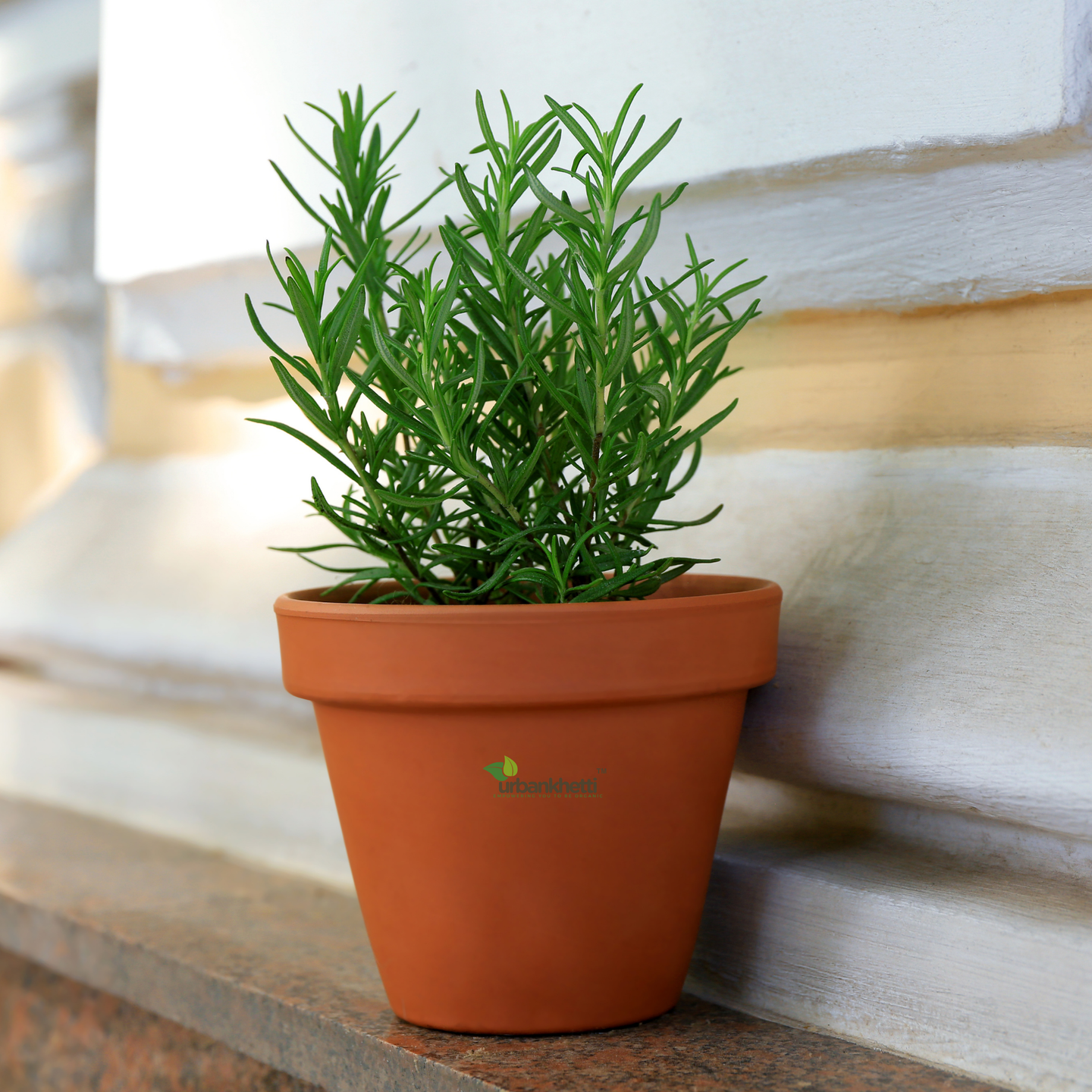 Rosemary Herb : Immune Boosting Herb