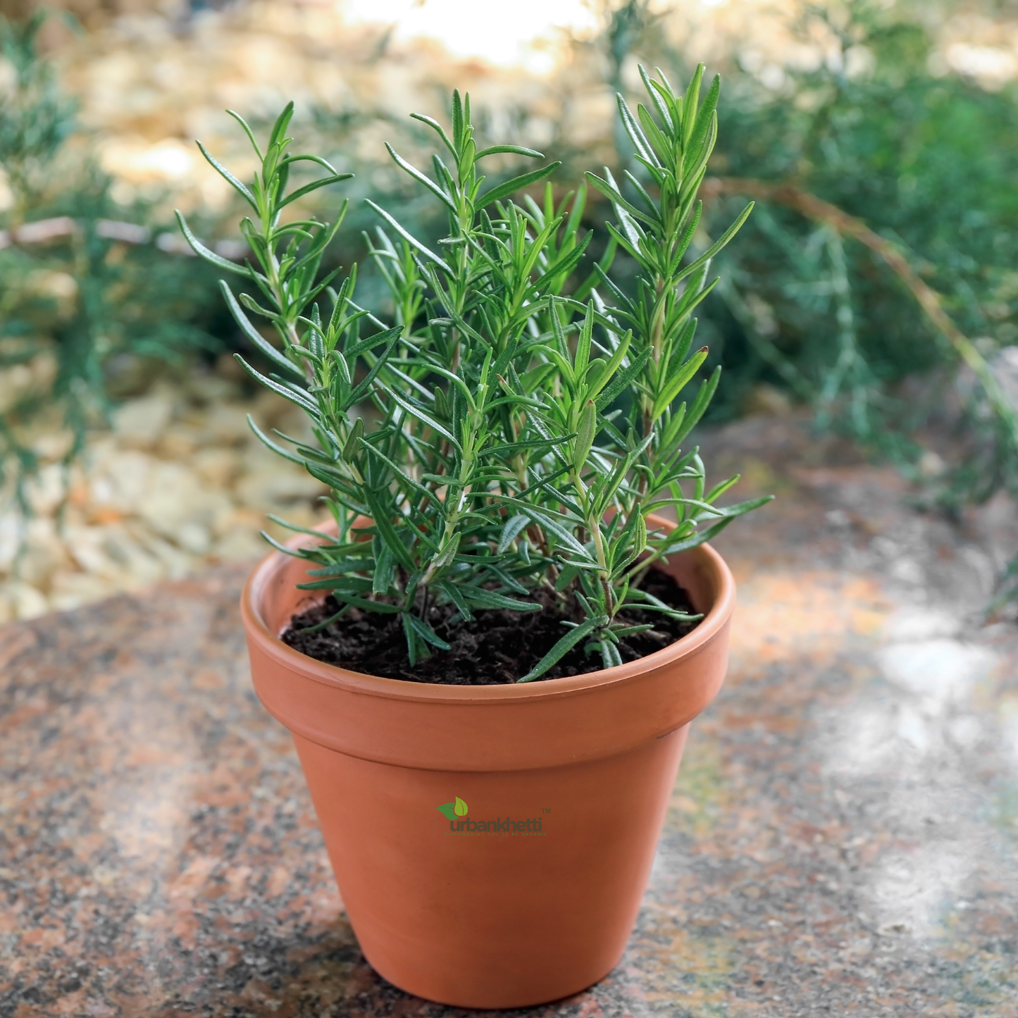 Rosemary Herb : Immune Boosting Herb