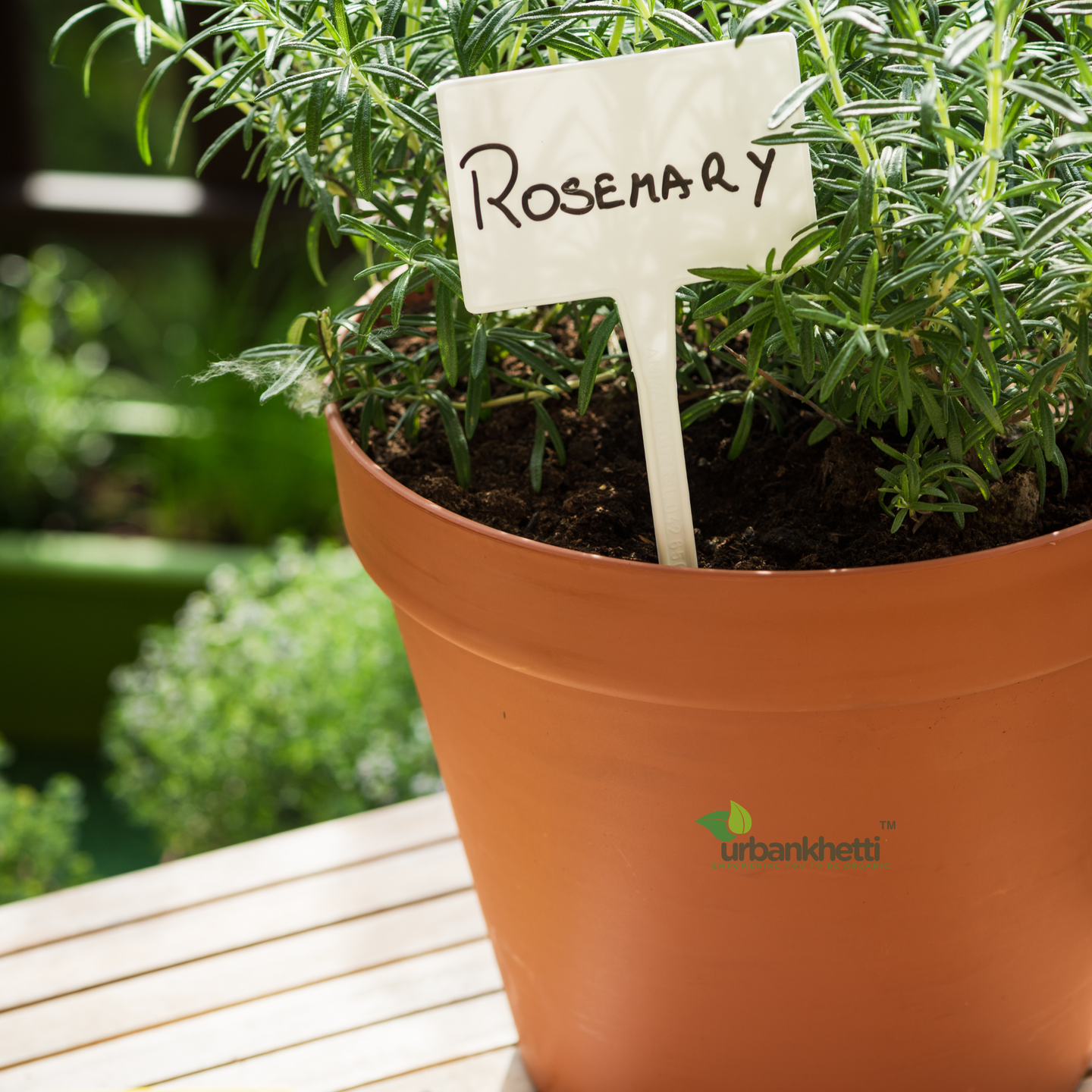 Rosemary Herb : Immune Boosting Herb