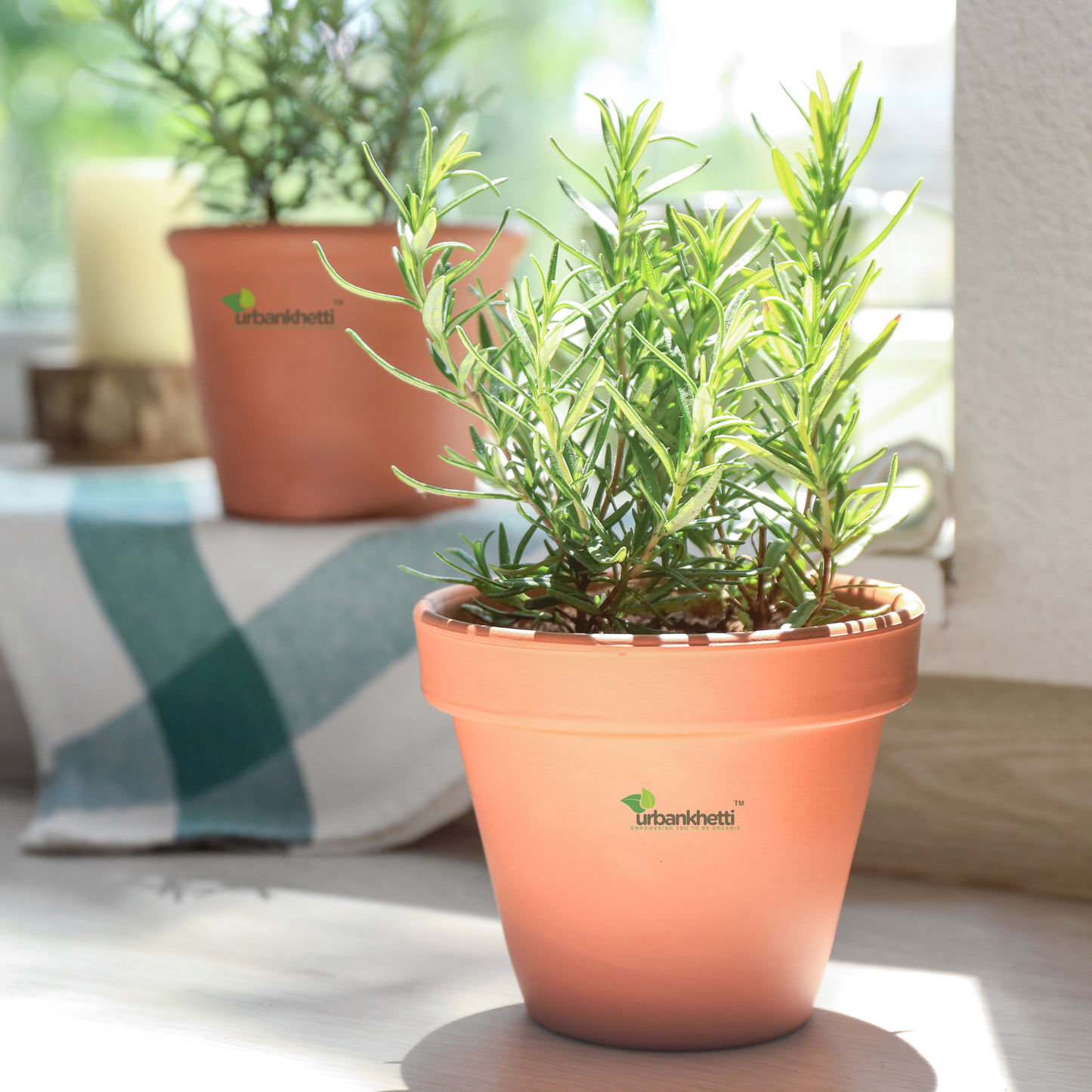 Rosemary Herb : Immune Boosting Herb