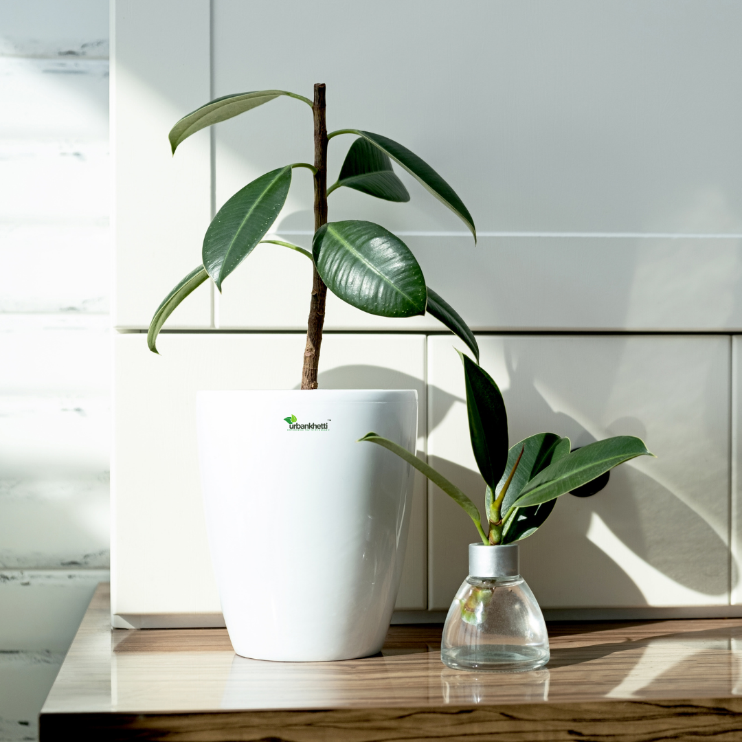 Green Rubber Plant (Ficus elastica) - XL