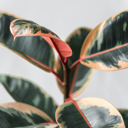 Green Rubber Plant (Ficus elastica) - XL