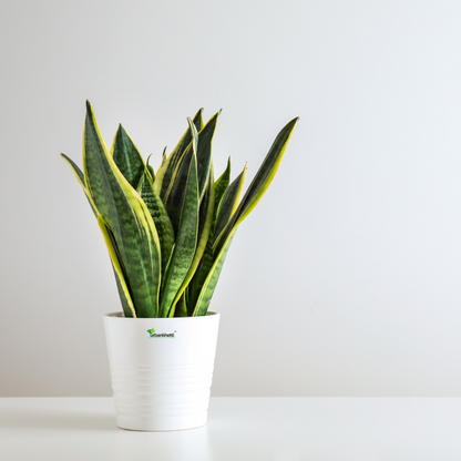 Snake Plant (Sansevieria) - Long