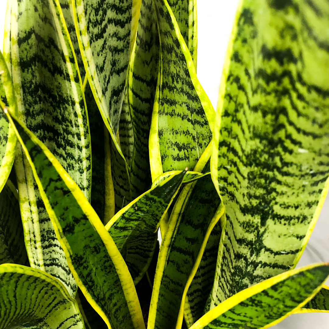 Snake Plant (Sansevieria) - Long