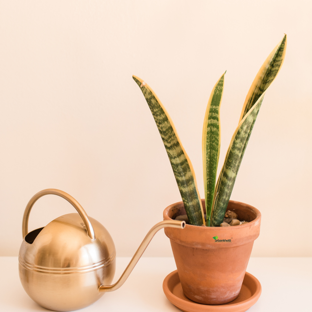 Snake Plant (Sansevieria) - Long