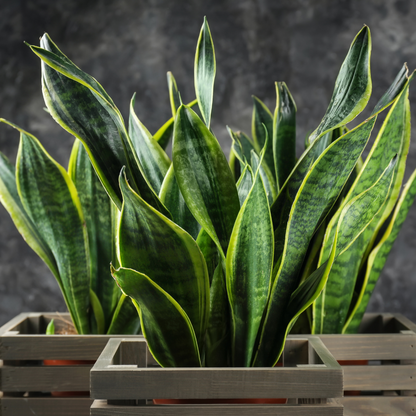 Snake Plant (Sansevieria) - Long