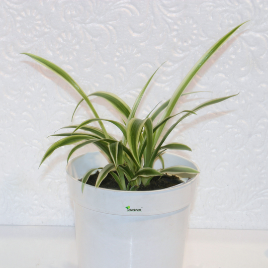 Spider Plant (Chlorophytum comosum) - Medium