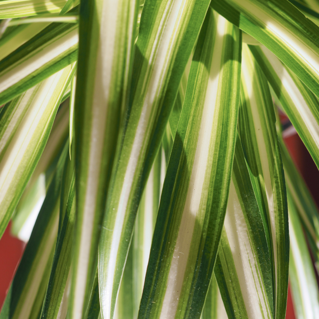 Spider Plant (Chlorophytum comosum) - Medium