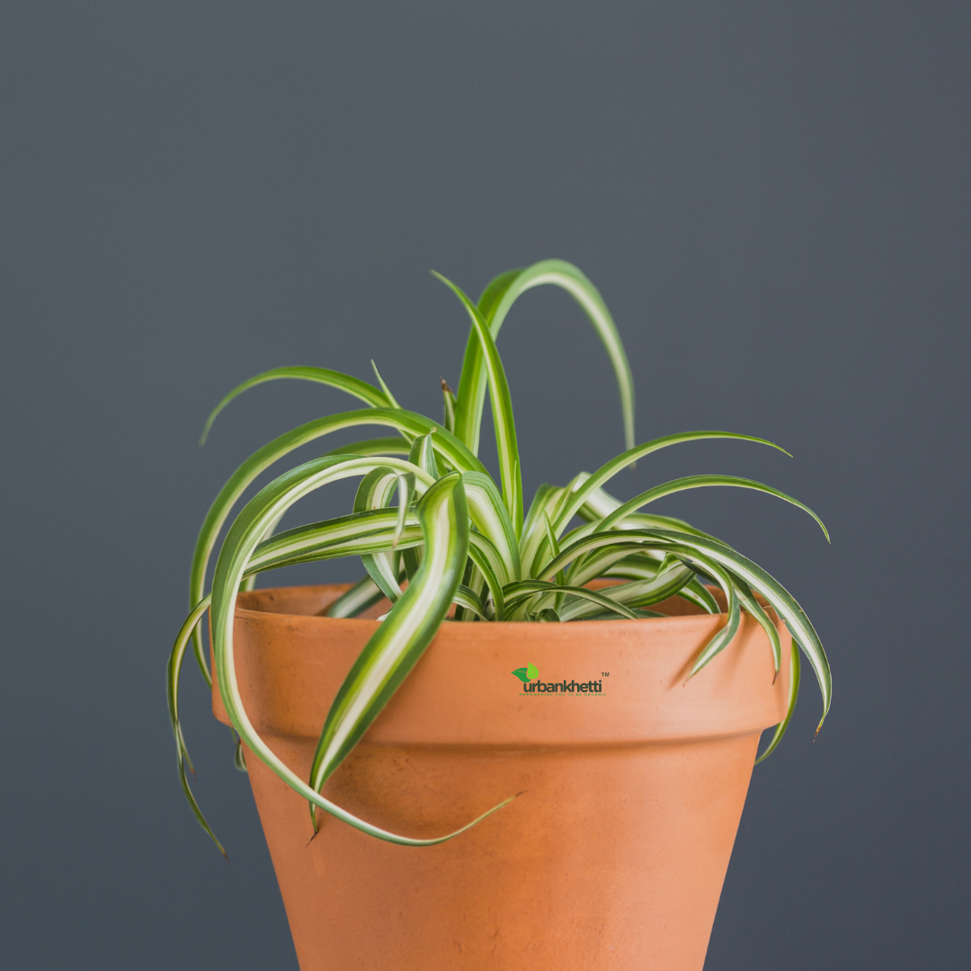 Spider Plant (Chlorophytum comosum) - Medium