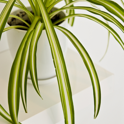 Spider Plant (Chlorophytum comosum) - Medium