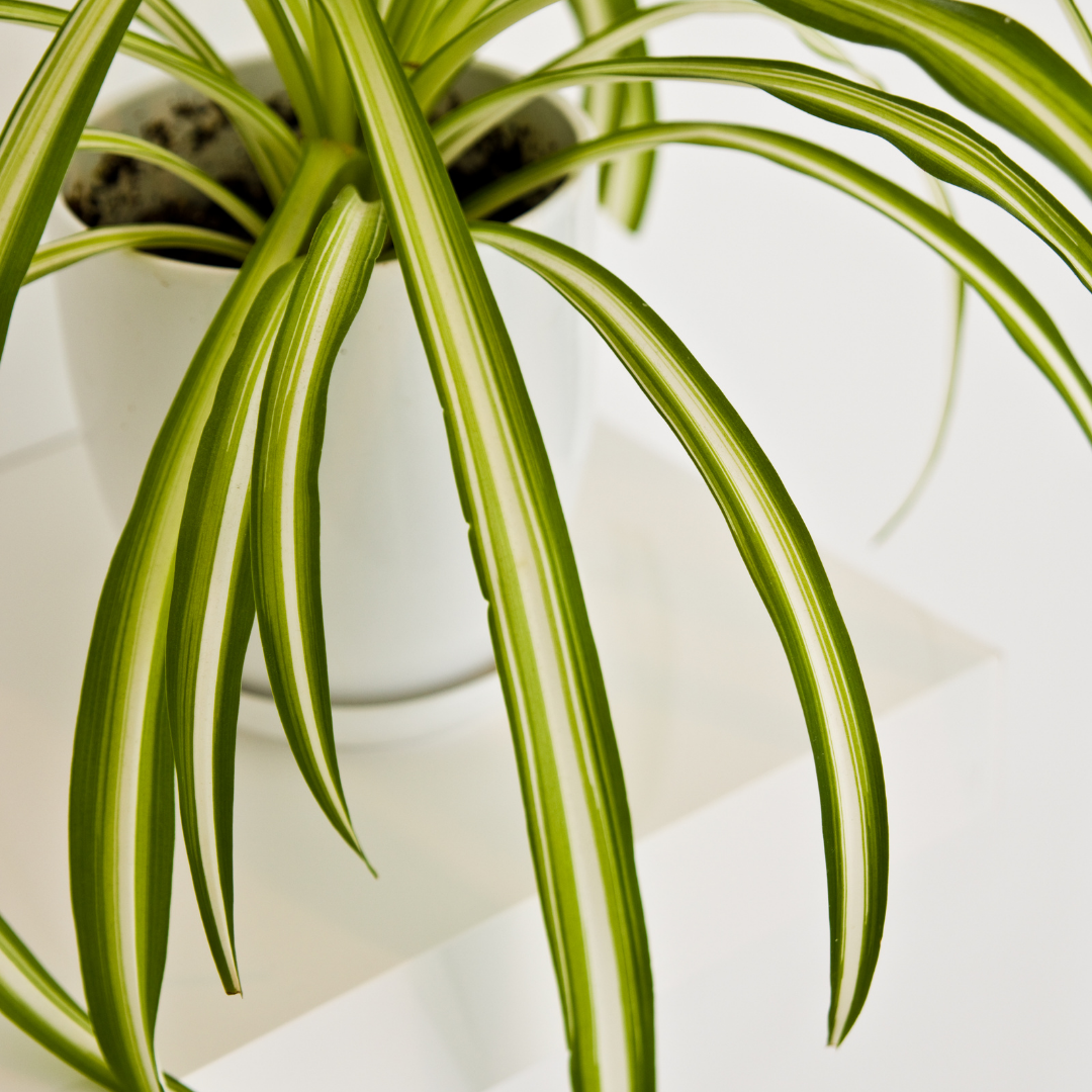 Spider Plant (Imported varitey)