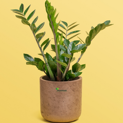 ZZ Plant (Green) (Zamioculcas zamiifolia)