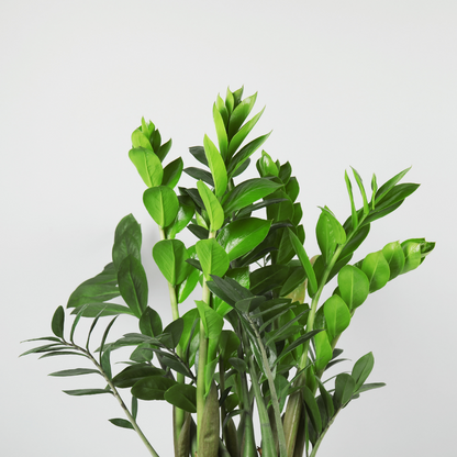 ZZ Plant (Green) (Zamioculcas zamiifolia)