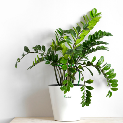 ZZ Plant (Green) (Zamioculcas zamiifolia)