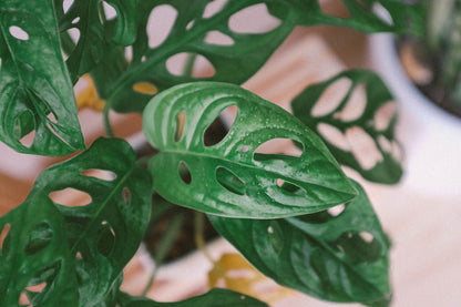 Broken Heart (Monstera Adansonii) - XL With Moss Stick